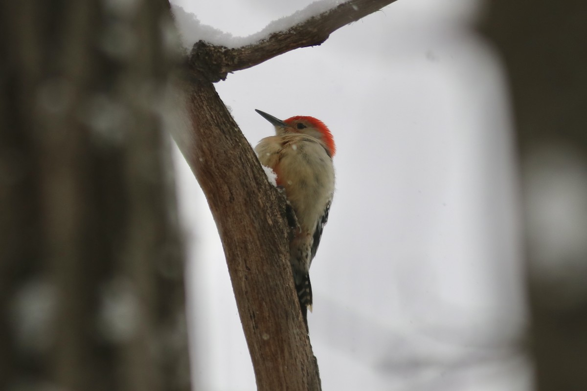 Carpintero de Carolina - ML646581941