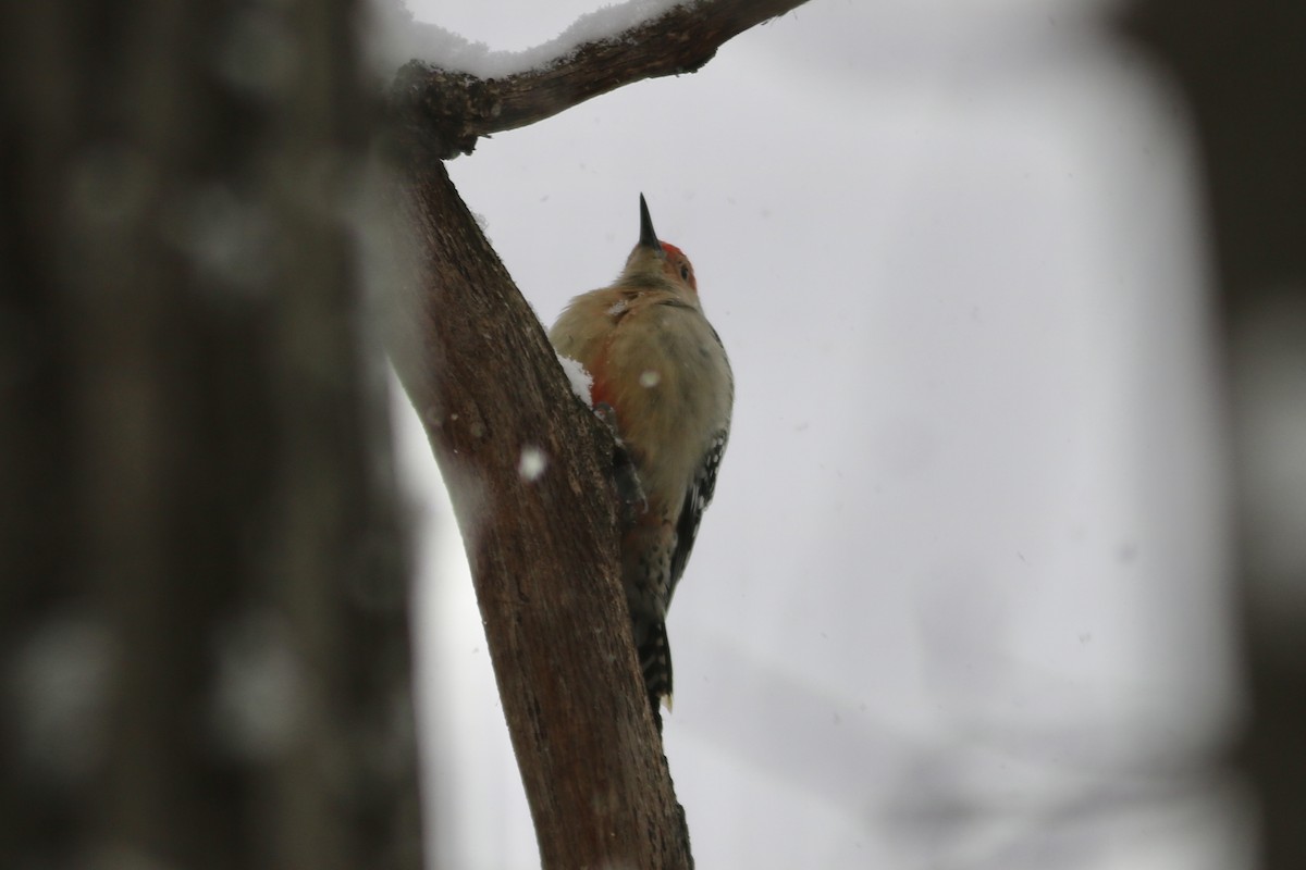 Carpintero de Carolina - ML646581942