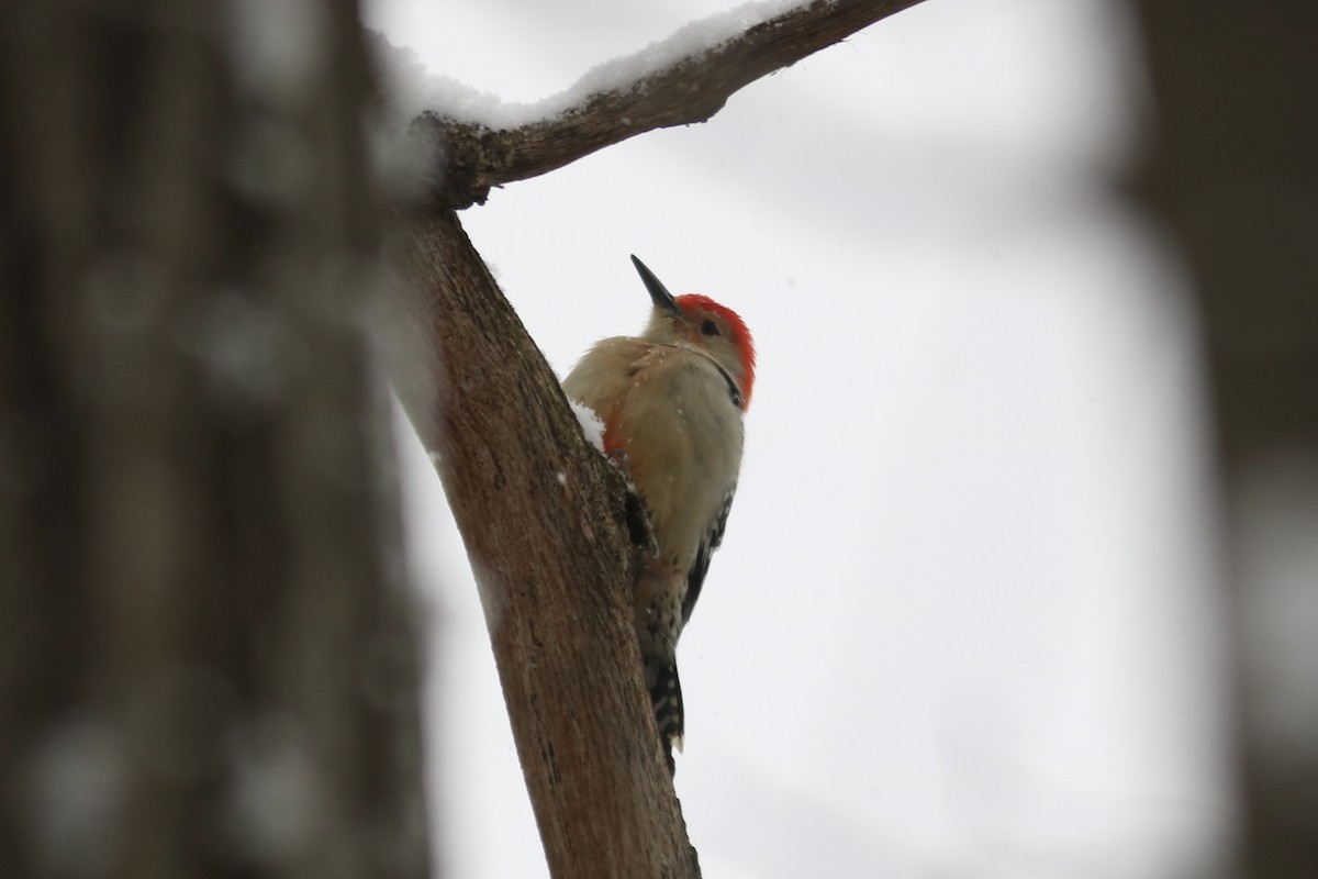 Carpintero de Carolina - ML646581943