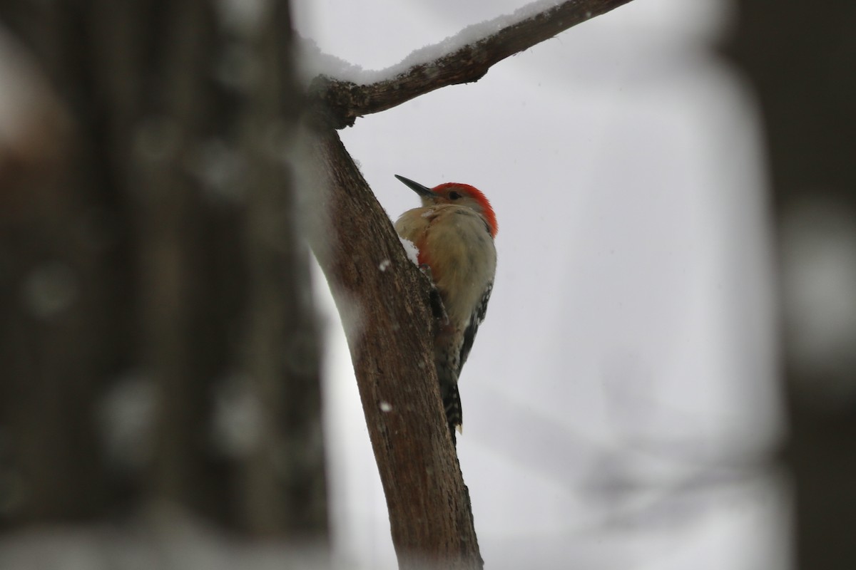 Carpintero de Carolina - ML646581944