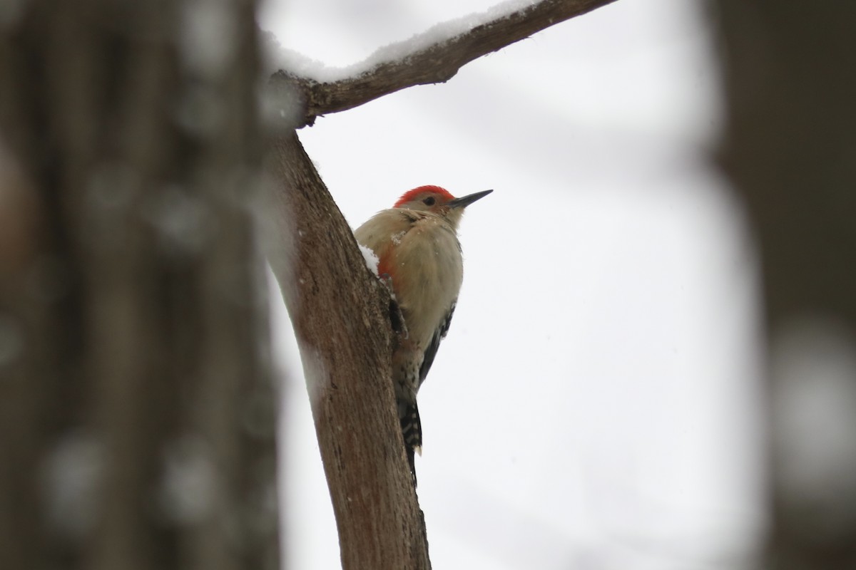 Carpintero de Carolina - ML646581945