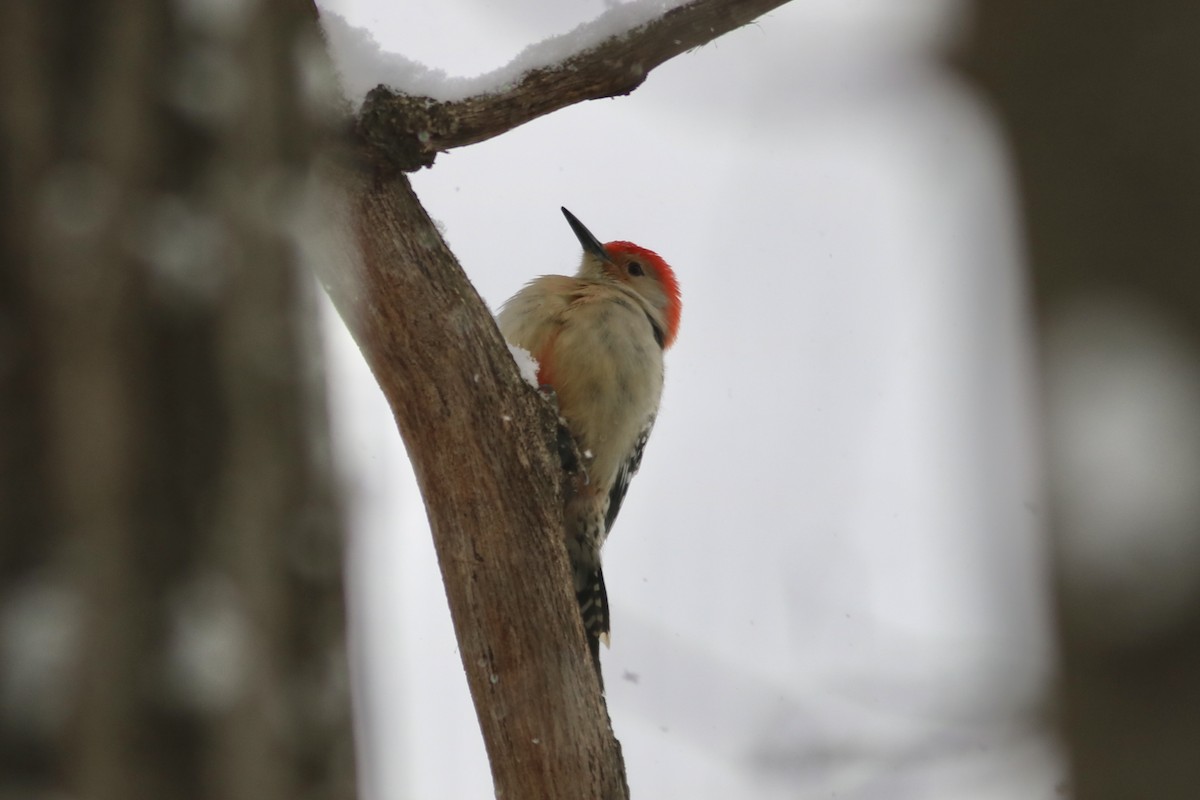 Carpintero de Carolina - ML646581946