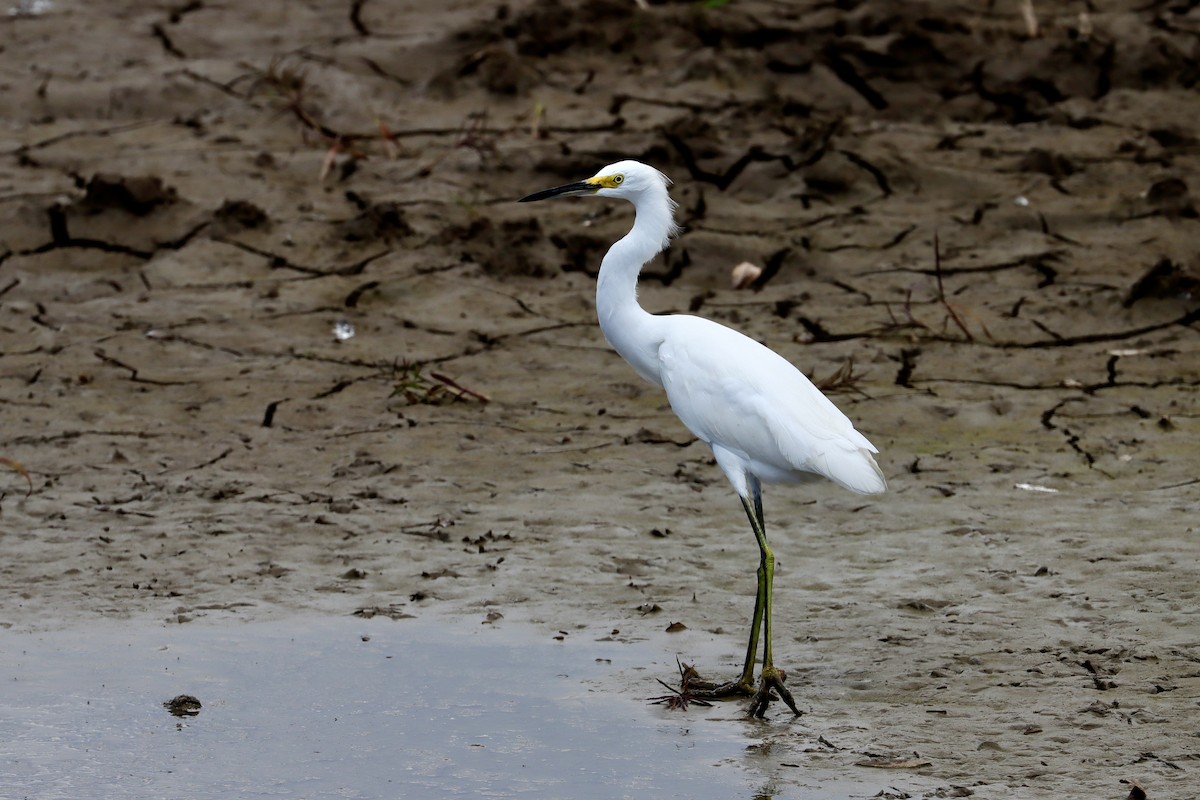 Snowy Egret - ML646581947