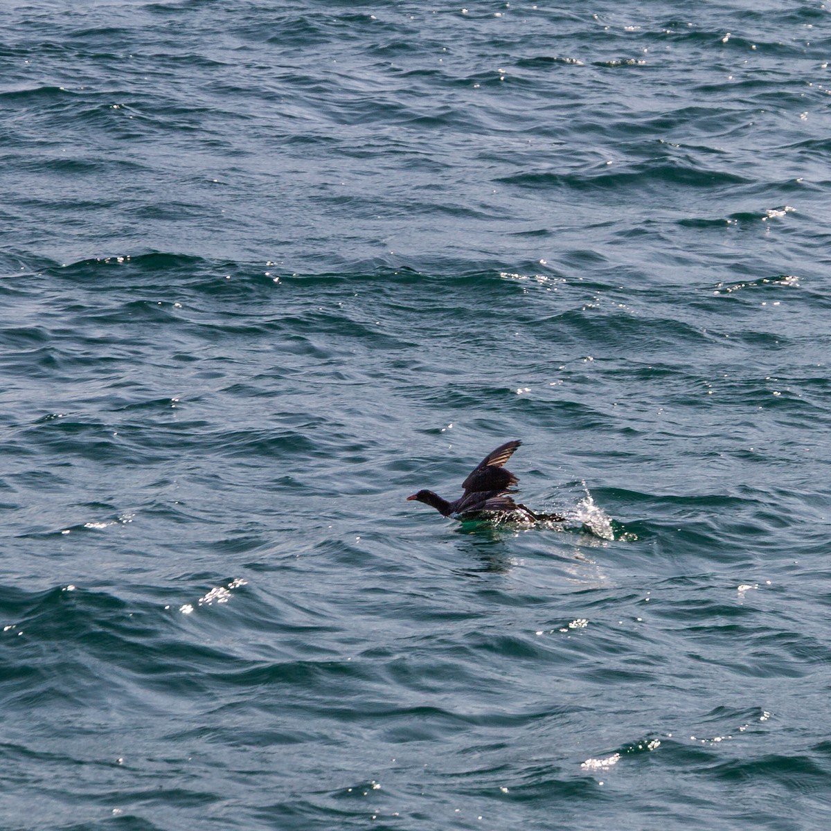 Eurasian Moorhen - ML646581948