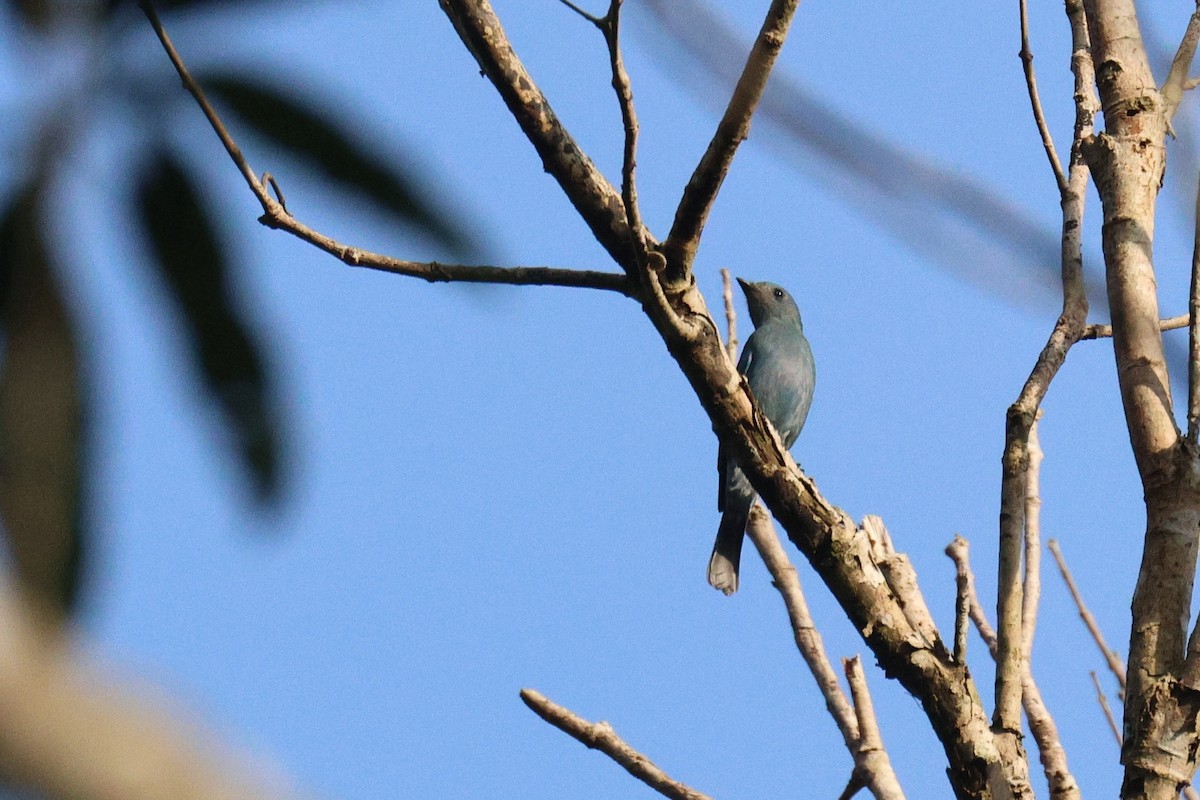 lejsek bleděmodrý - ML646581949