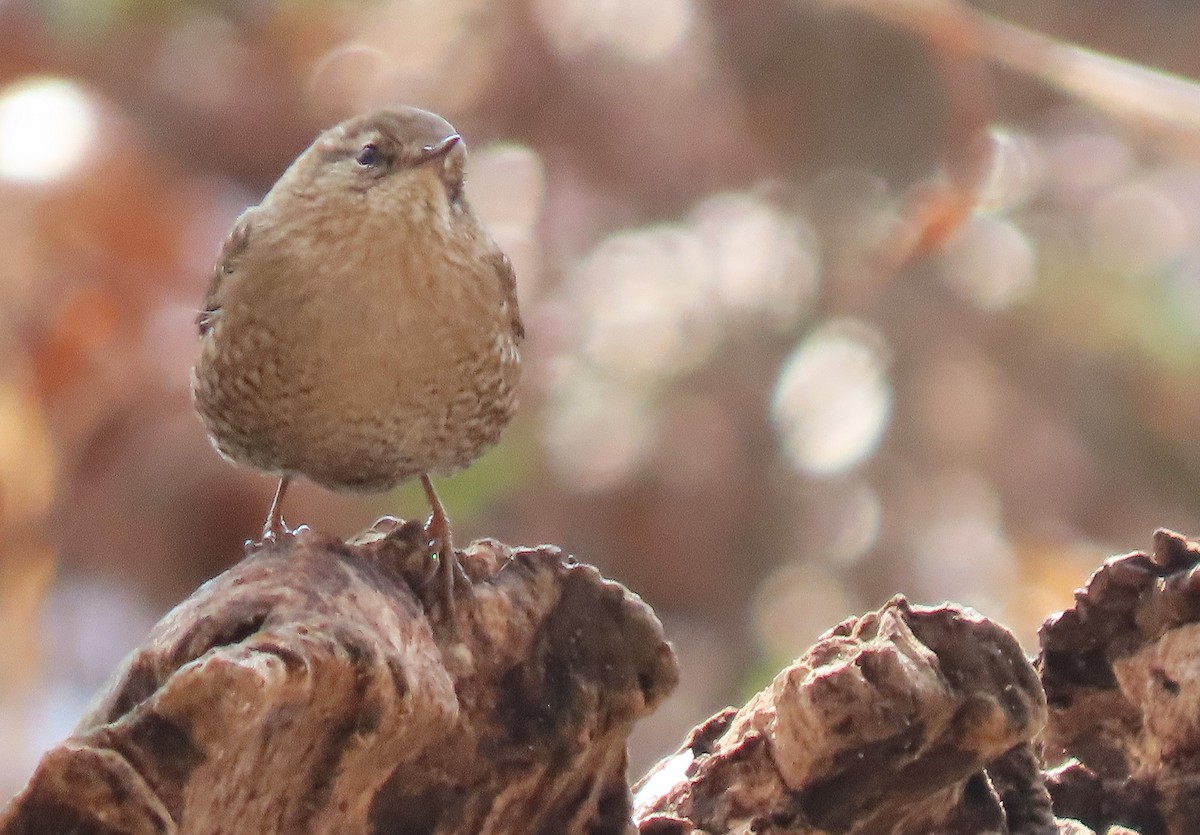 Winter Wren - ML646581971