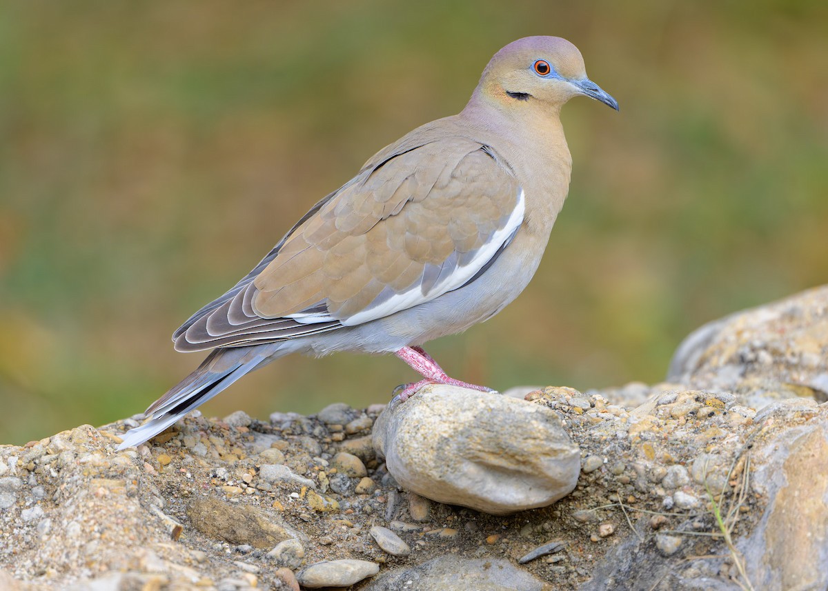 White-winged Dove - ML646581976