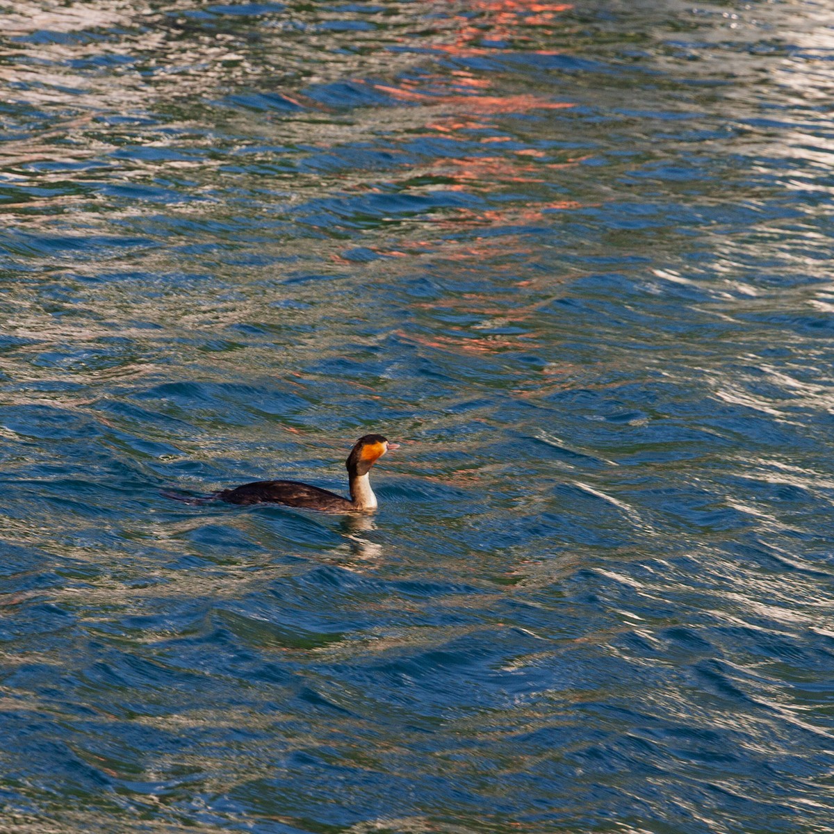 Great Crested Grebe - ML646581980
