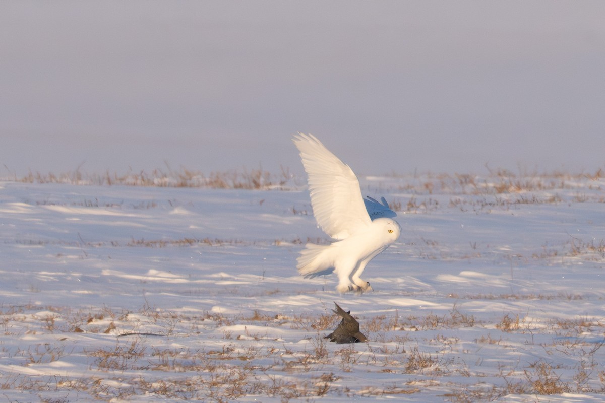 Snowy Owl - ML646581983