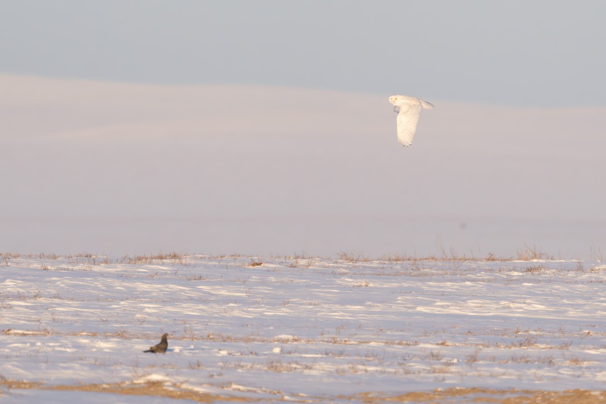 Snowy Owl - ML646581985