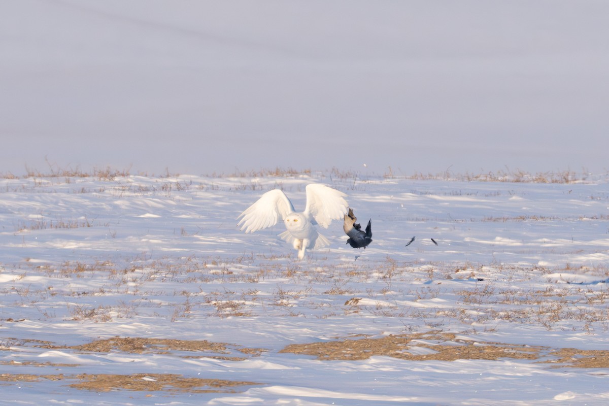 Snowy Owl - ML646581986