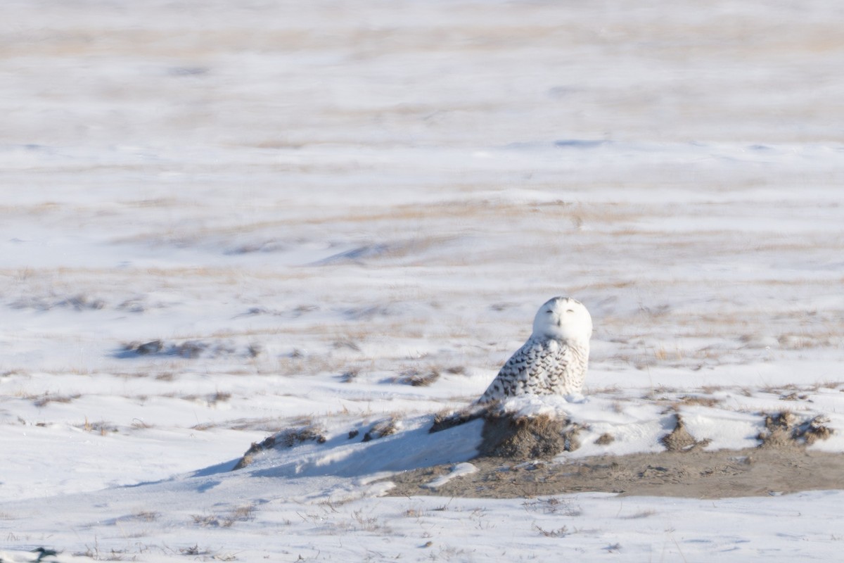 Snowy Owl - ML646581987