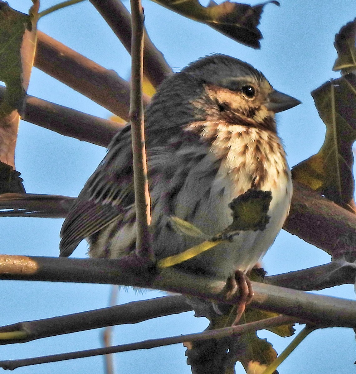 strnadec zpěvný - ML646581988