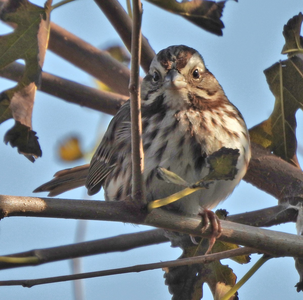 strnadec zpěvný - ML646581989