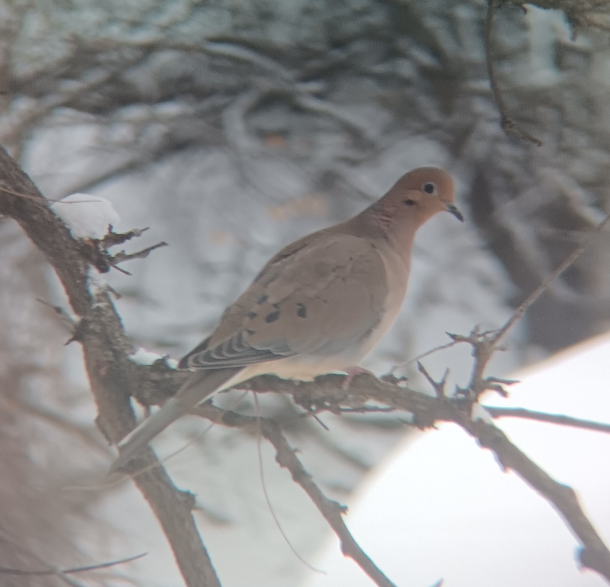 Mourning Dove - ML646581990