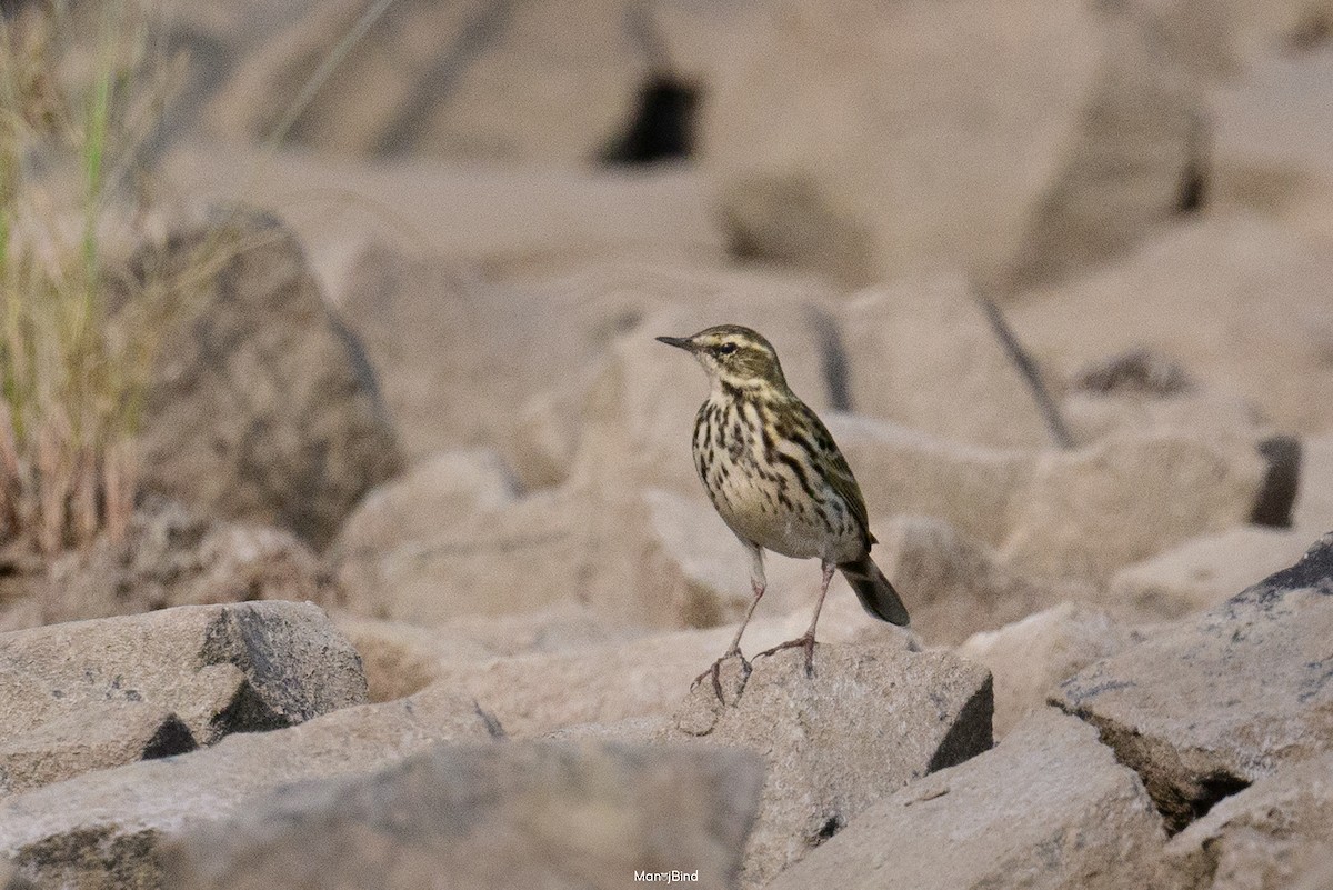 Rosy Pipit - ML646581994