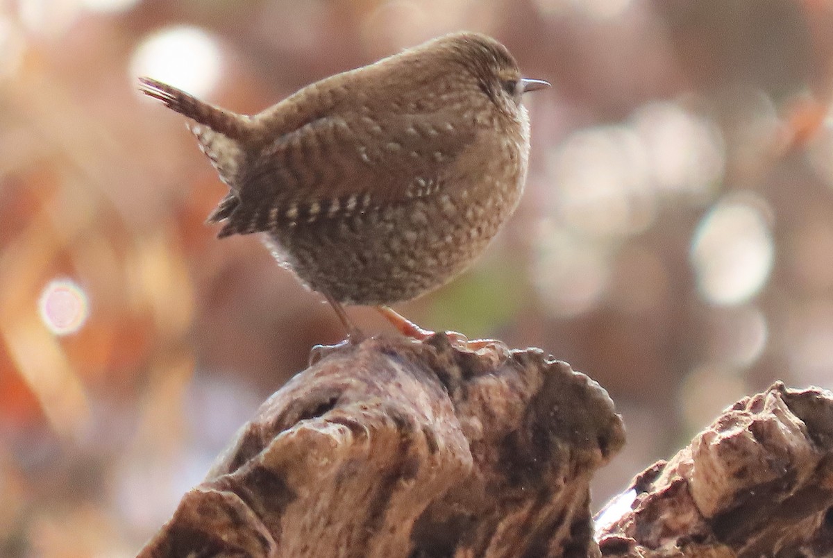 Winter Wren - ML646581995