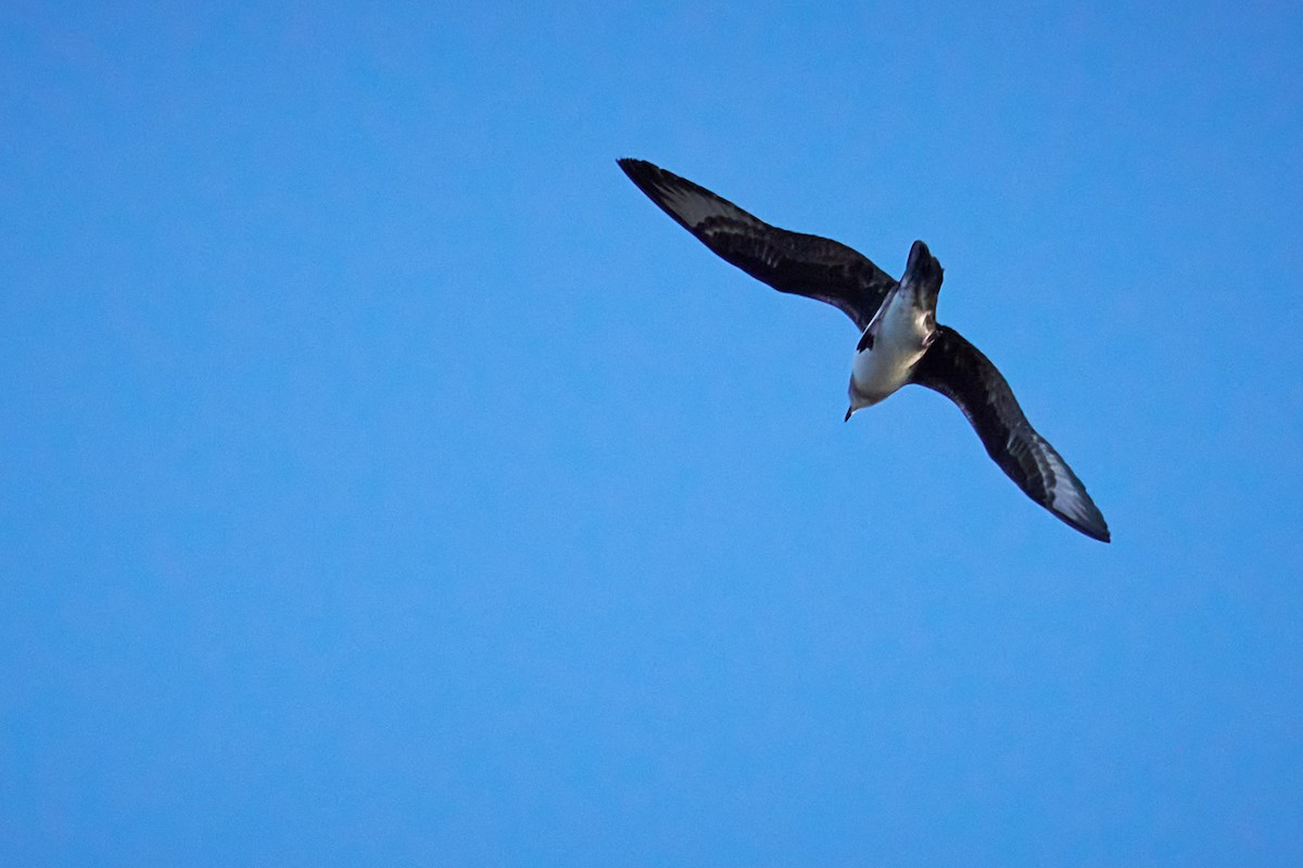 Herald Petrel - ML646581997