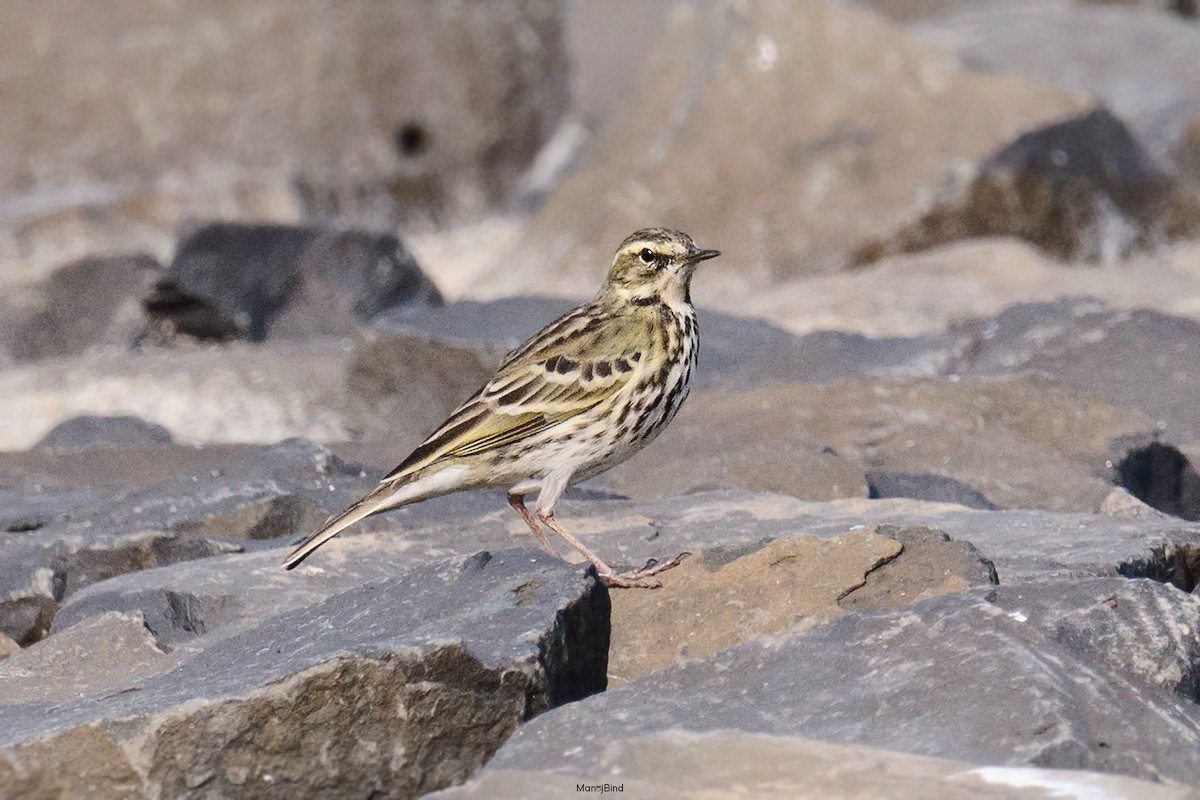 Rosy Pipit - ML646582010