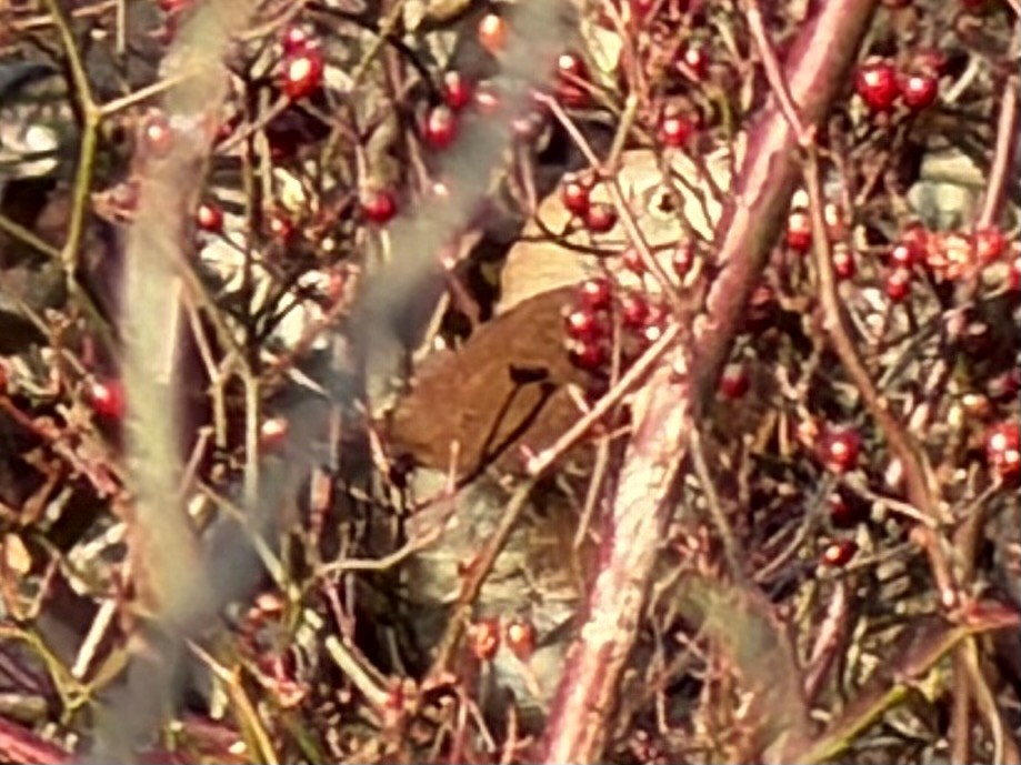 Kahverengi Çöpçü - ML646582013