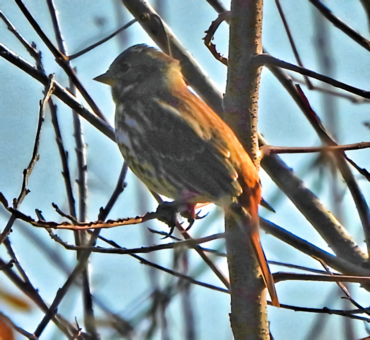 strnadec kaštanový - ML646582014