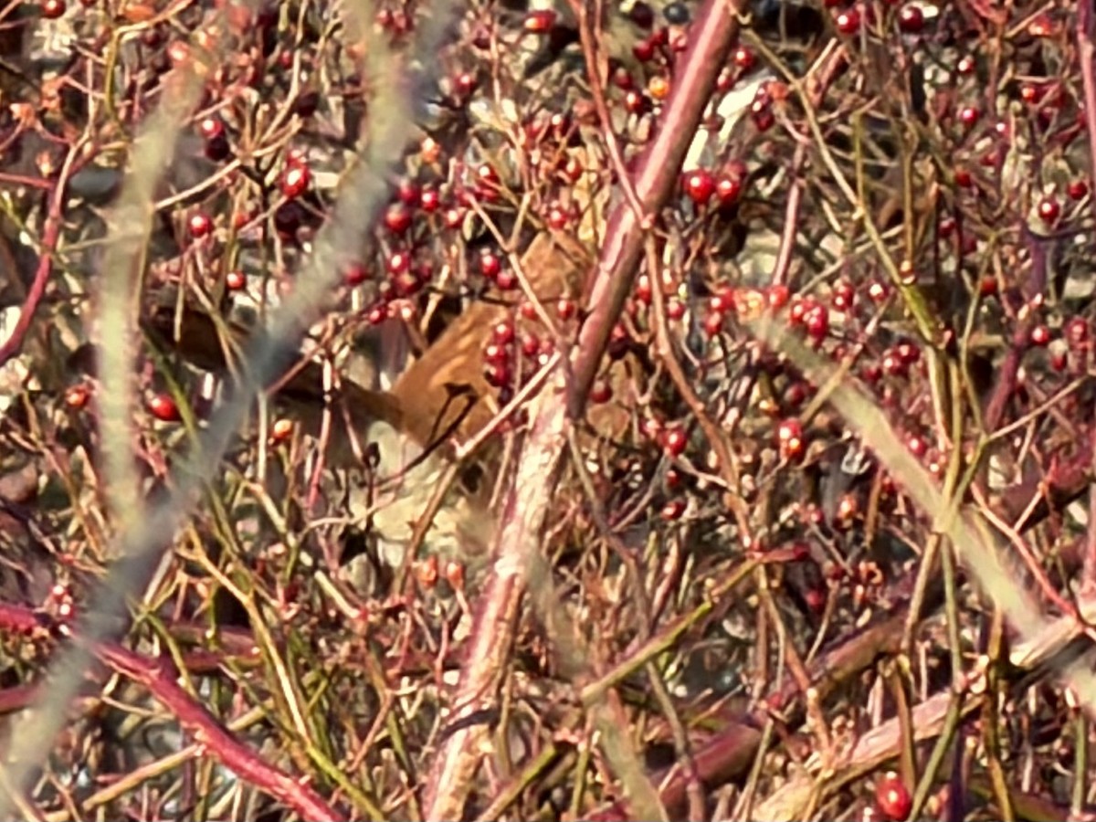 Kahverengi Çöpçü - ML646582015