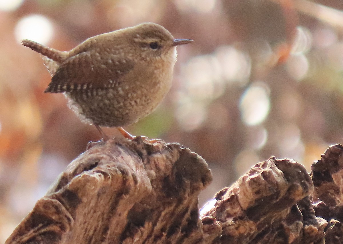 Winter Wren - ML646582017