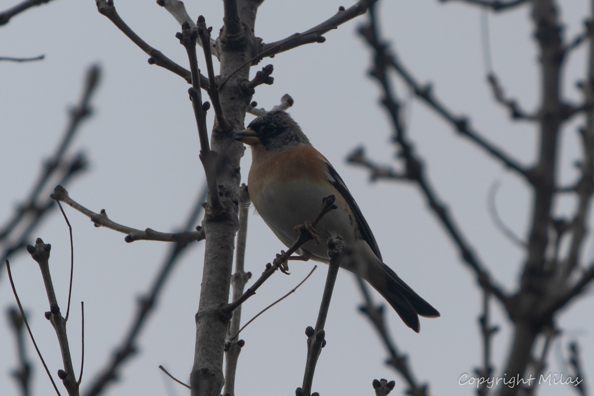 Вьюрок - ML646582018