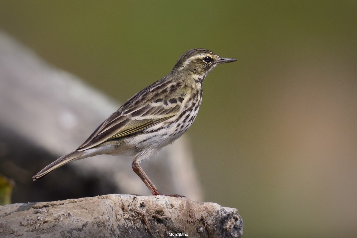 Rosy Pipit - ML646582020