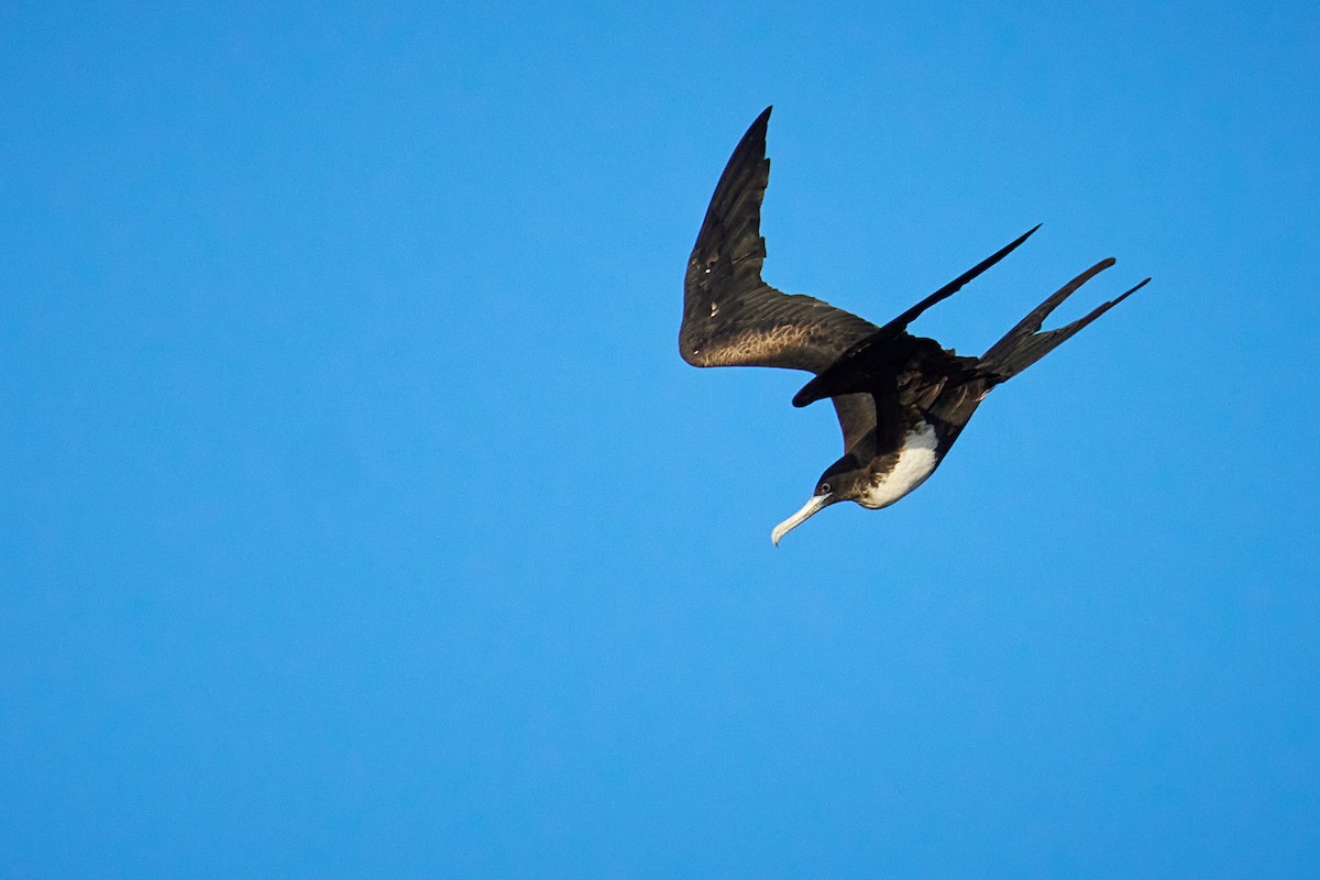 Great Frigatebird - ML646582027