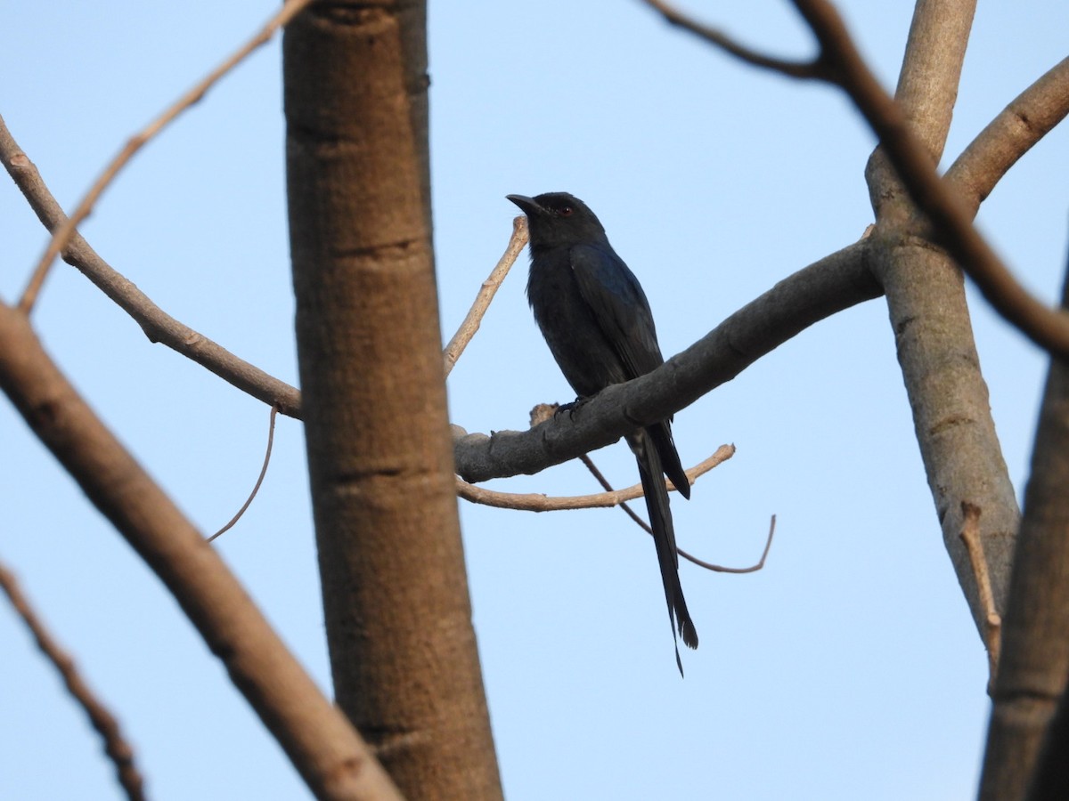 Drongo Real - ML646582029