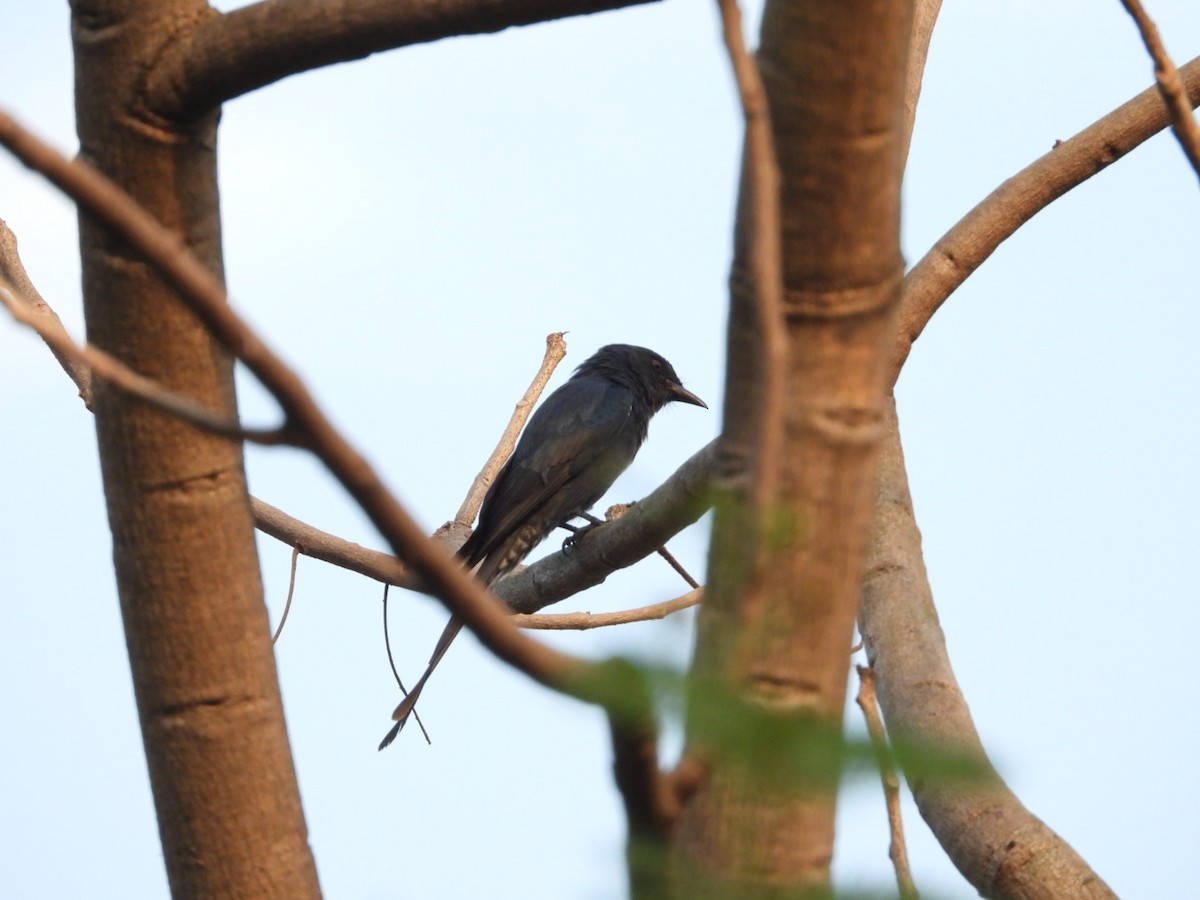 Drongo Real - ML646582030