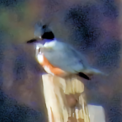 rybařík pruhoprsý - ML646582031