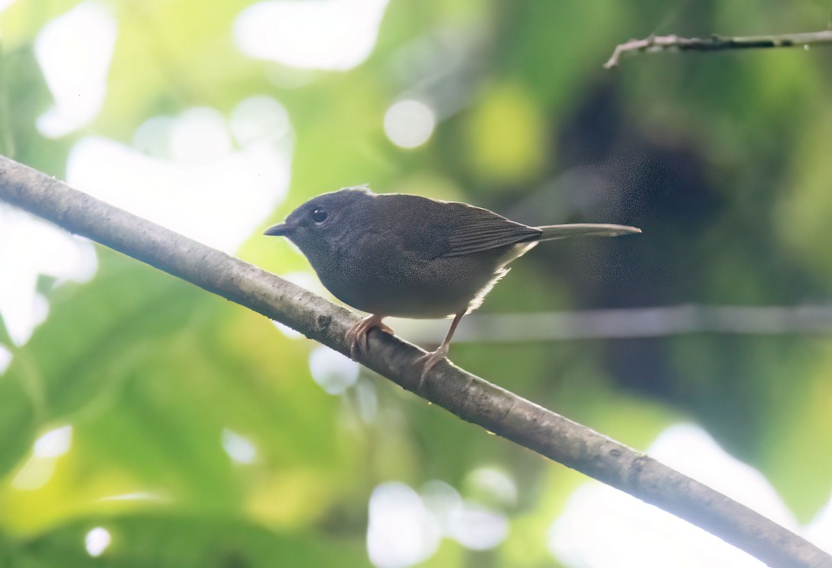 Gray-throated Warbler - ML646582032