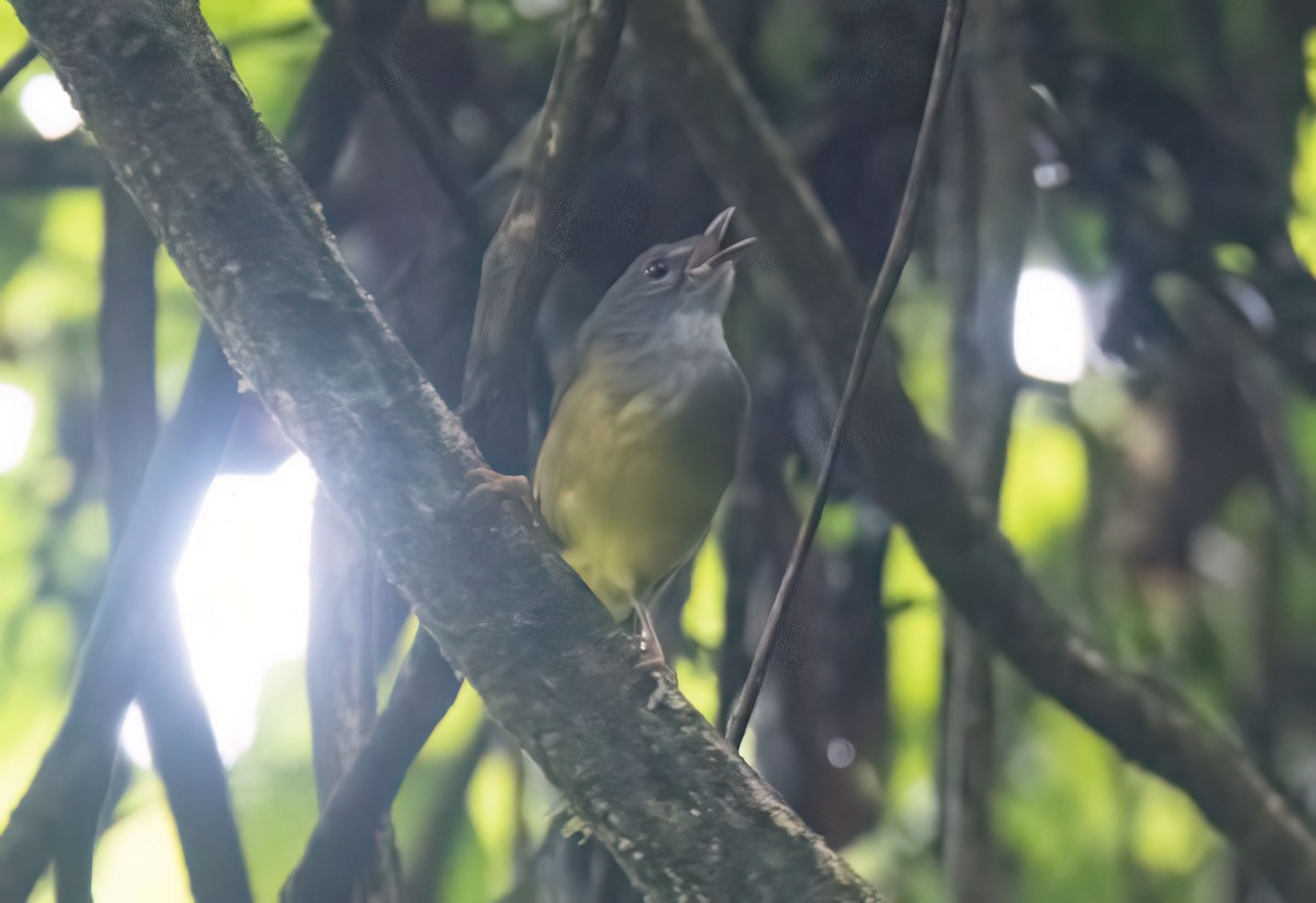Gray-throated Warbler - ML646582033