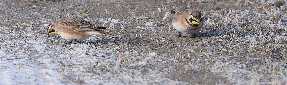 Horned Lark - ML646582035