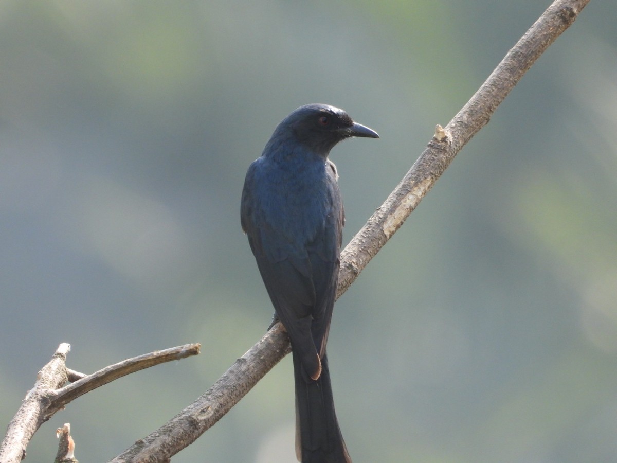 Drongo Cenizo - ML646582037