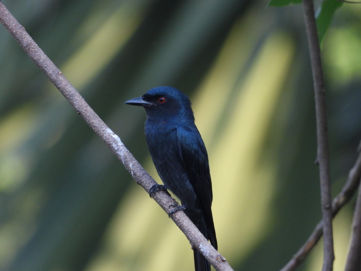 Drongo Cenizo - ML646582038