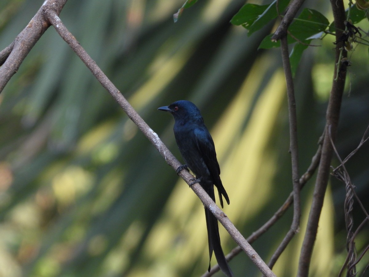 Drongo Cenizo - ML646582039