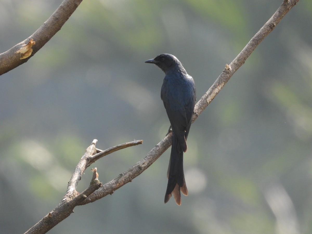 Drongo Cenizo - ML646582040