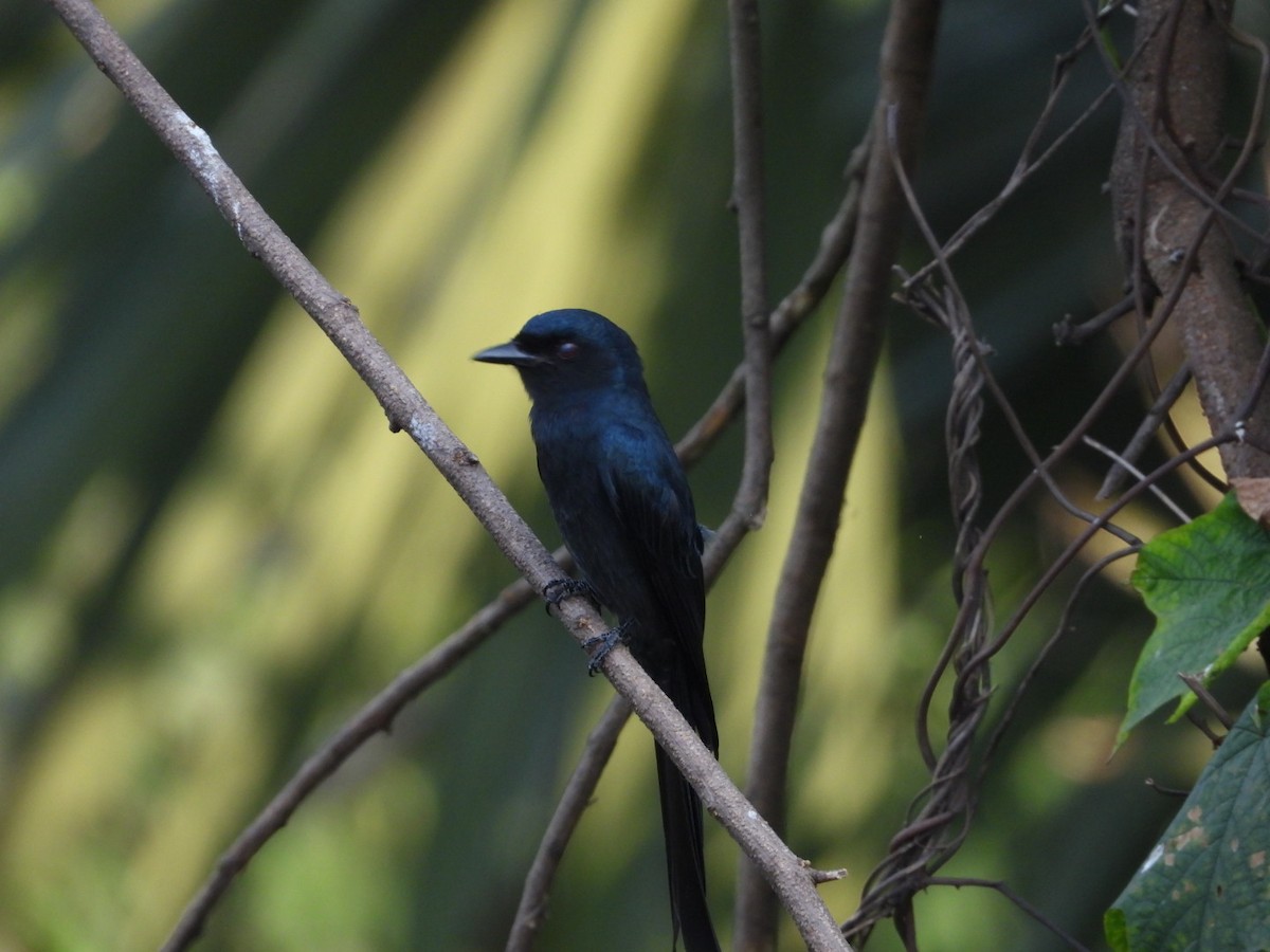 Drongo Cenizo - ML646582041