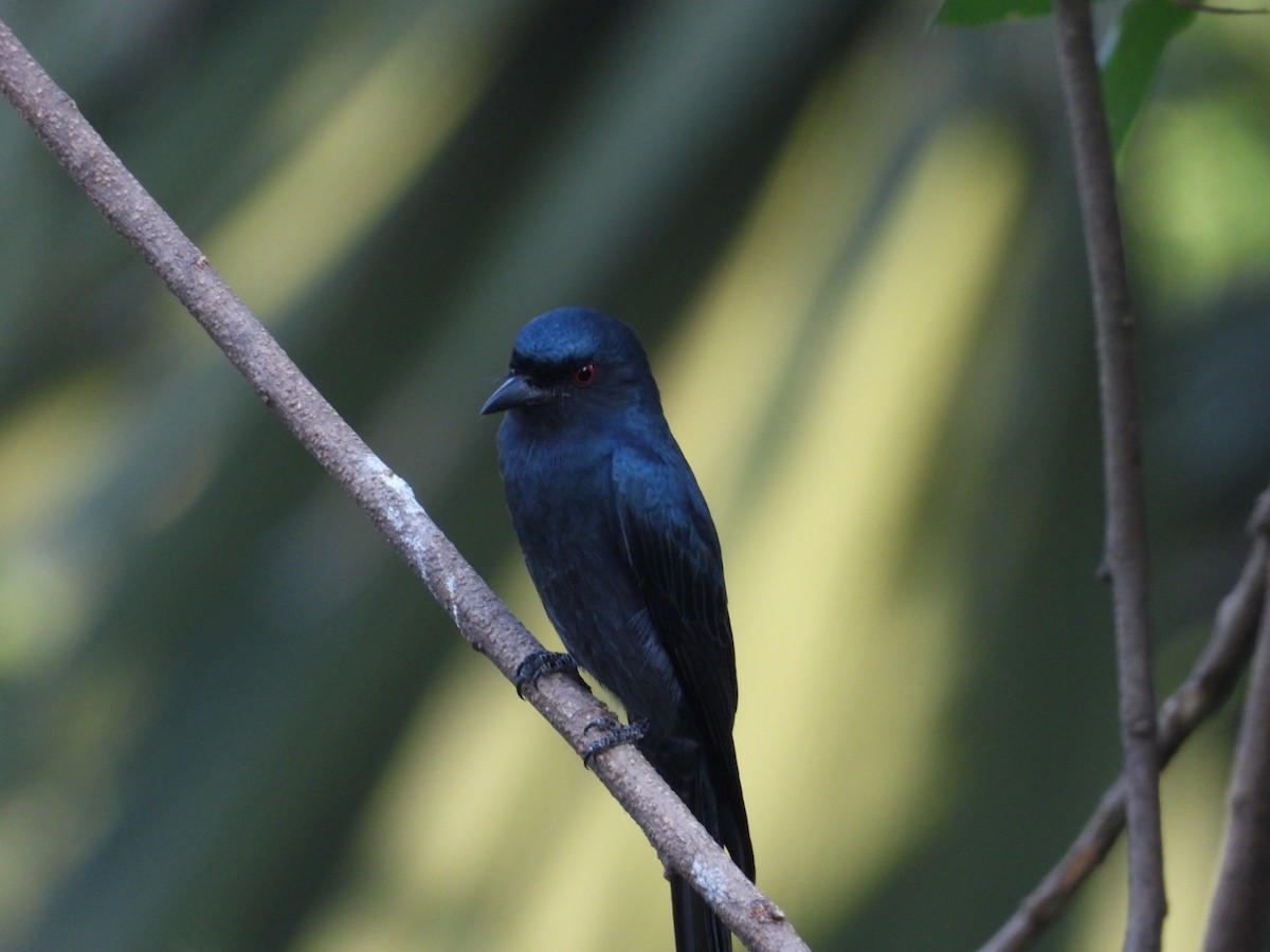 Drongo Cenizo - ML646582042