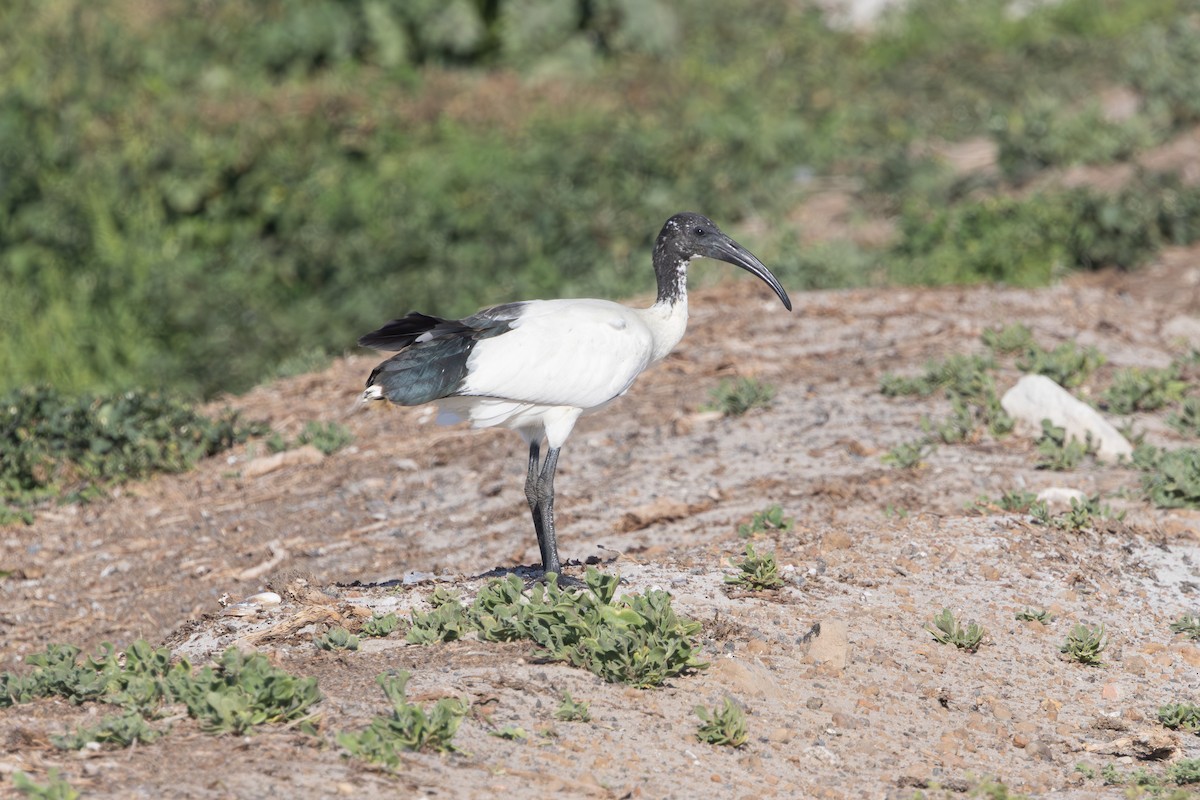 埃及聖䴉 - ML646582045