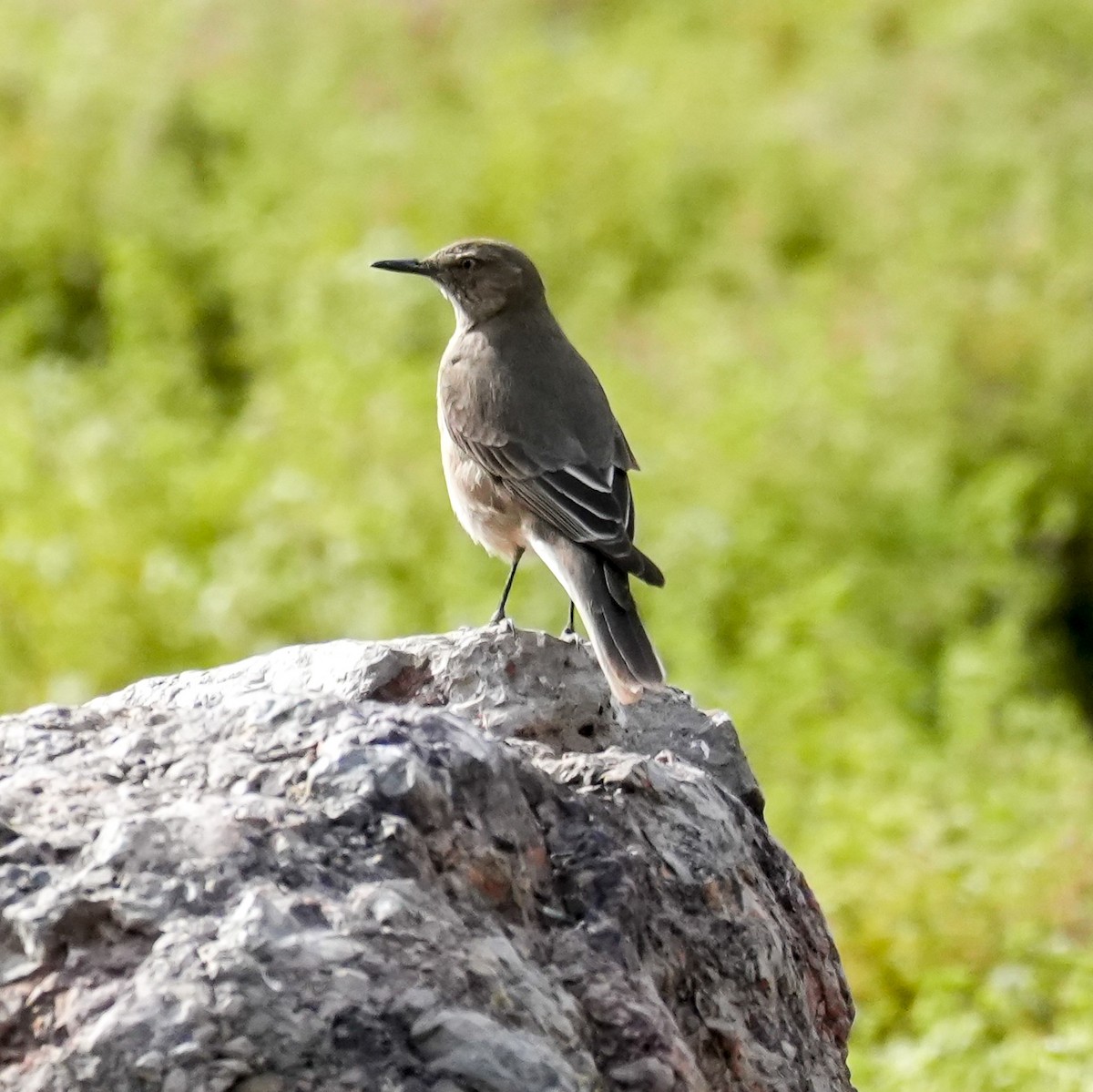 Black-billed Shrike-Tyrant - ML646582046