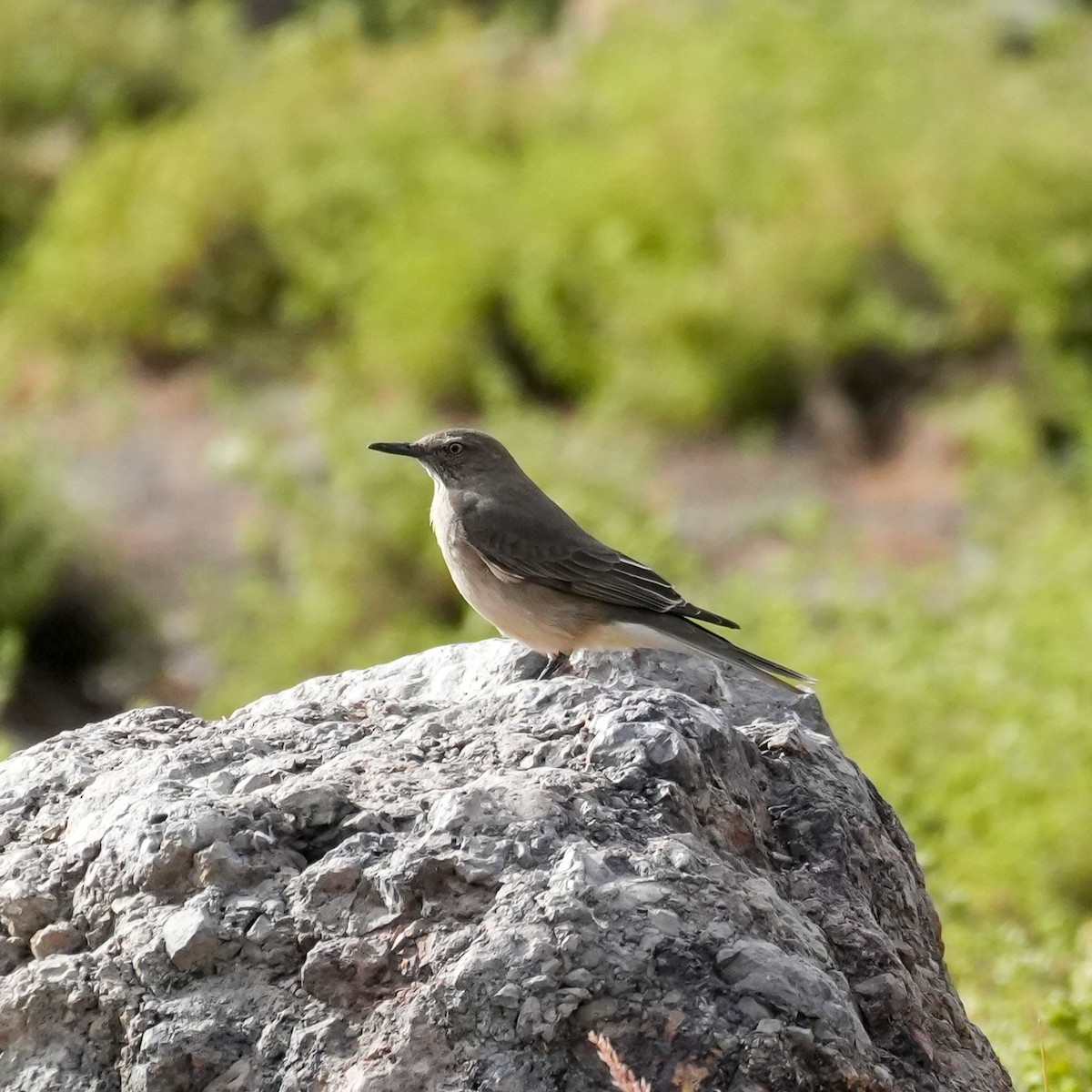 Black-billed Shrike-Tyrant - ML646582047