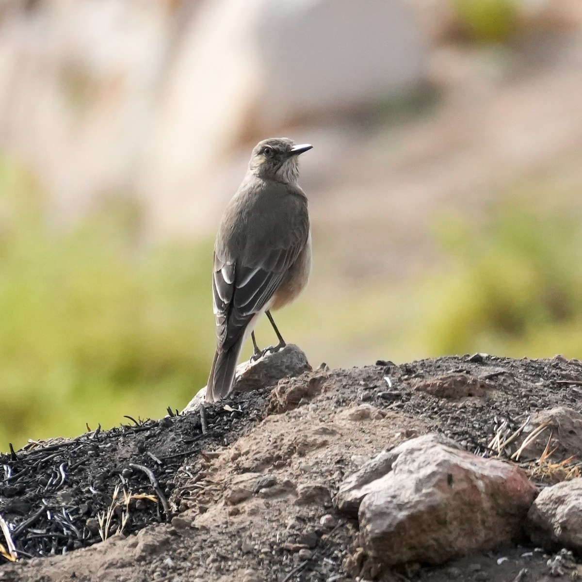 Black-billed Shrike-Tyrant - ML646582048