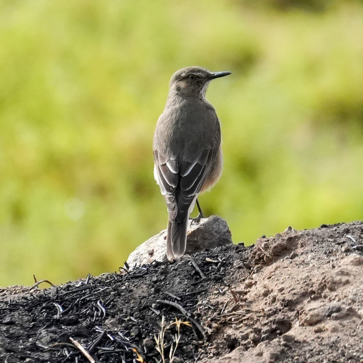 Black-billed Shrike-Tyrant - ML646582049