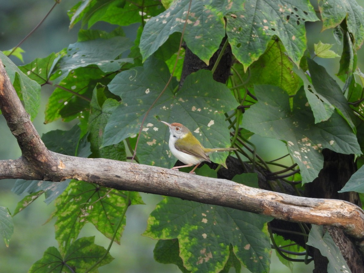 Sastrecillo Común - ML646582050