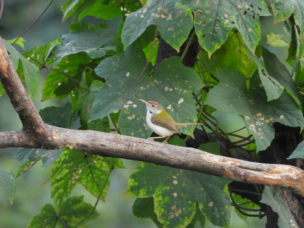 Sastrecillo Común - ML646582051