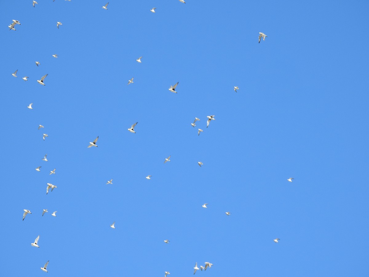 Chorlito Gris - ML646582052